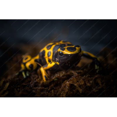 Rana Flecha amarilla o Sapito Minero - Dendrobates Leucomelas 